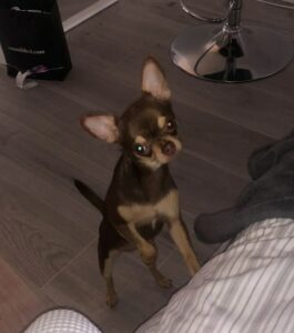 Read more about the article Chihuahua Puppy Was Stolen at Knifepoint