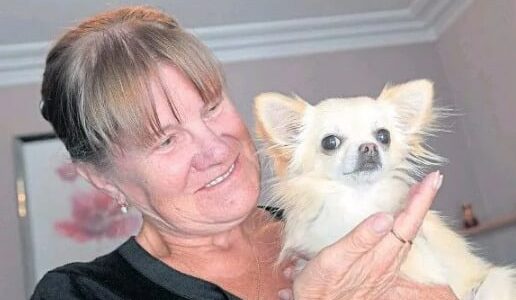 Chihauhua grabbed by bird of prey