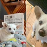 US Family’s Chihuahua Claims The Record For “Oldest Dog In The World”