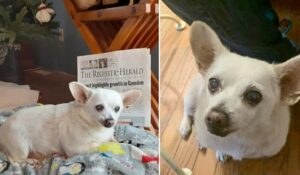 Read more about the article US Family’s Chihuahua Claims The Record For “Oldest Dog In The World”