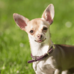 Milly, the Chihuahua that’s Just Under 4 Inches Tall