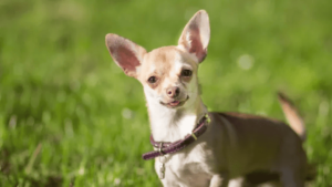 Read more about the article Milly, the Chihuahua that’s Just Under 4 Inches Tall