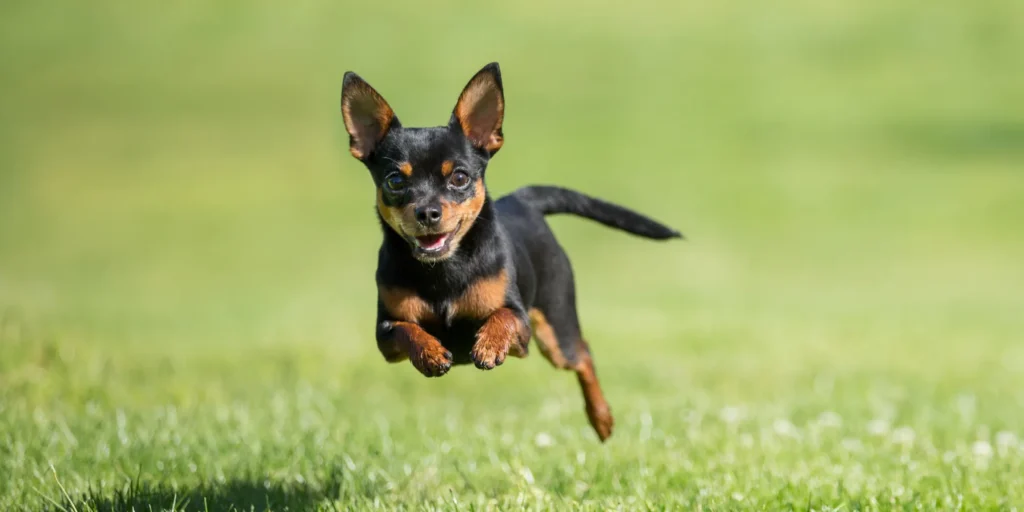 chihuahua running speed