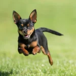 How Fast Can Chihuahuas Run? ( Faster Than You Think)