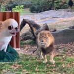 Heartstopping: Chihuahua Slipping Inside a Lion’s Den