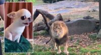 Heartstopping: Chihuahua Slipping Inside a Lion’s Den — Chihuacorner.com
