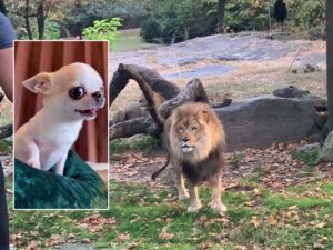 Read more about the article Heartstopping: Chihuahua Slipping Inside a Lion’s Den