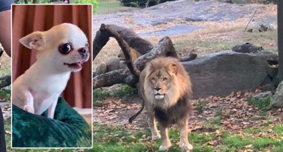 Heartstopping: Chihuahua Slipping Inside a Lion’s Den — Chihuacorner.com