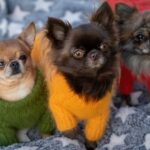 Three Chihuahuas Meet Behind Owner’s Back