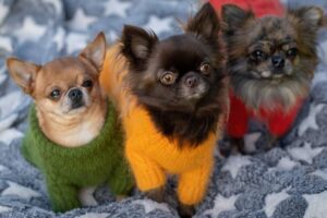 Read more about the article Three Chihuahuas Meet Behind Owner’s Back