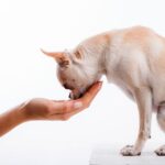 Giving Meds to Your Chihuahua: 6 Tips to Help You