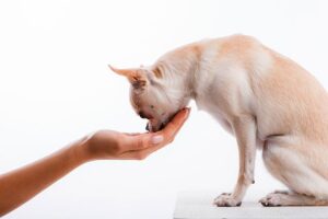 Read more about the article Giving Meds to Your Chihuahua: 6 Tips to Help You