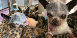 Read more about the article Senior Chihuahua missing for years reunited with B.C. family