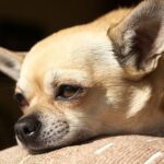 Can Owning a Chihuahua Cure Asthma?