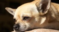 Can Owning a Chihuahua Cure Asthma? 2 dog chihuahua 500