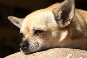 Read more about the article Can Owning a Chihuahua Cure Asthma?