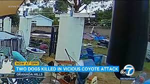 Read more about the article Video: Two Chi’s Killed by Coyotes in Granada Hills