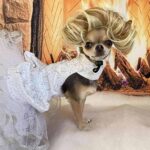 Glam Chihuahua Overcomes Anxiety