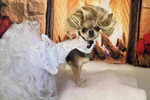 Read more about the article Glam Chihuahua Overcomes Anxiety