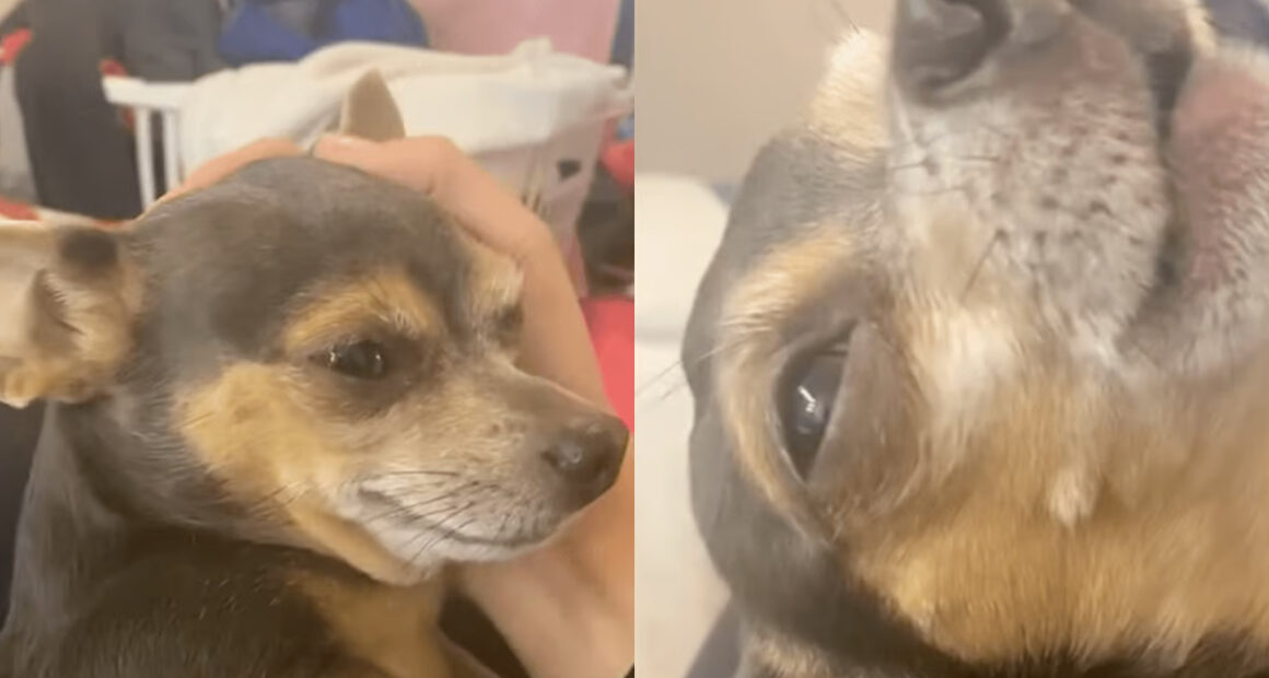 Hilarious Video of Chihuahua Faking an Injury - Chihuacorner.com