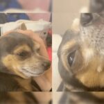 Hilarious Video of Chihuahua Faking an Injury