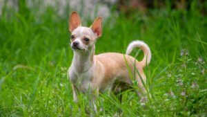 Read more about the article Santa Rosa’s Car Crash Carrying 35 Chihuahuas