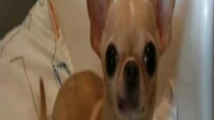 Read more about the article Every Samsung phone has a hidden Chihuahua