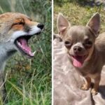 The fox tries to attack the 4 kg Chihuahua