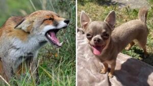 Read more about the article The fox tries to attack the 4 kg Chihuahua