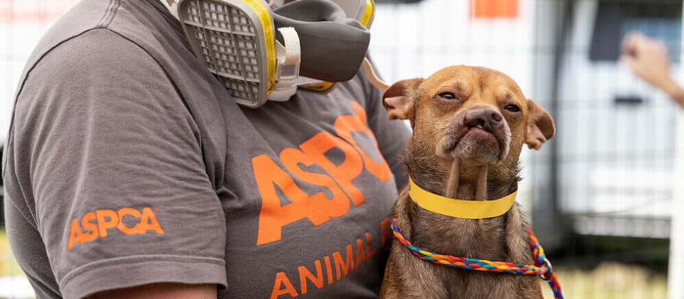 Chihuahua Dances His Way into Volunteer’s Heart 1 image 22 31 1024x684 1 e1675167401653