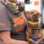 Chihuahua Dances His Way into Volunteer’s Heart