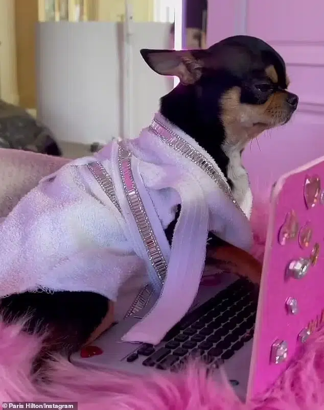 The 6lb pooch lives in her own £280,000 'doggie mansion,' wears a £35,000 diamond-encrusted collar, and has a wardrobe stuffed with Chanel dog sweaters and mini Hermes handbags.....