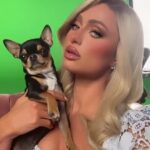 £10,000-a-day for Hunting Paris Hilton’s Chihuahua