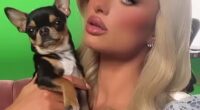 £10,000-a-day for Hunting Paris Hilton's Chihuahua 2 image 22 7 1