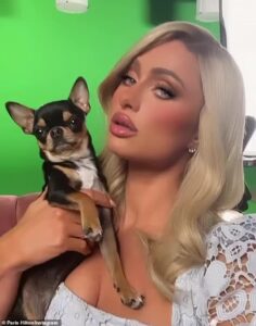 Read more about the article £10,000-a-day for Hunting Paris Hilton’s Chihuahua