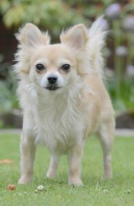 Read more about the article What Are The Rarest Chihuahuas?