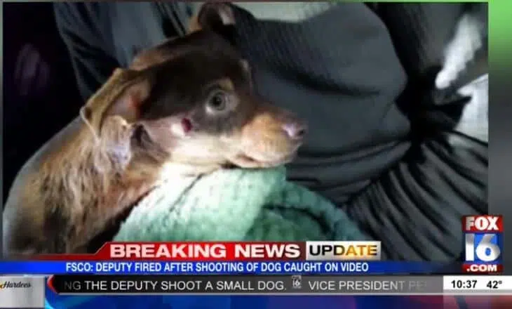 'Aggressive' Chi is barking at a sheriff's deputy. 3 image 5 2