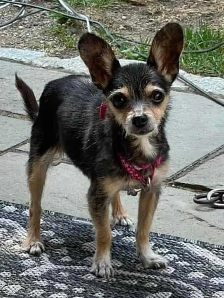 A Connecticut animal rescue group has created a brutally honest Facebook post to find a home for Pixie, a teacup Chihuahua described as "cray." 