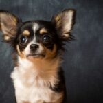 20 Best Dog Foods for Chihuahuas in 2023