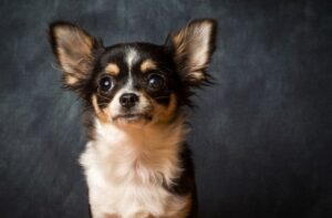 Read more about the article 20 Best Dog Foods for Chihuahuas in 2023