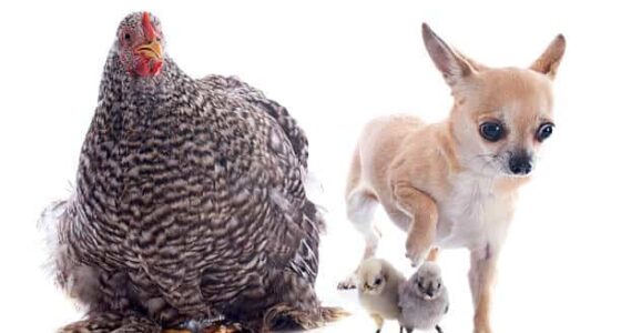 istockphoto 471768311 612x612 1