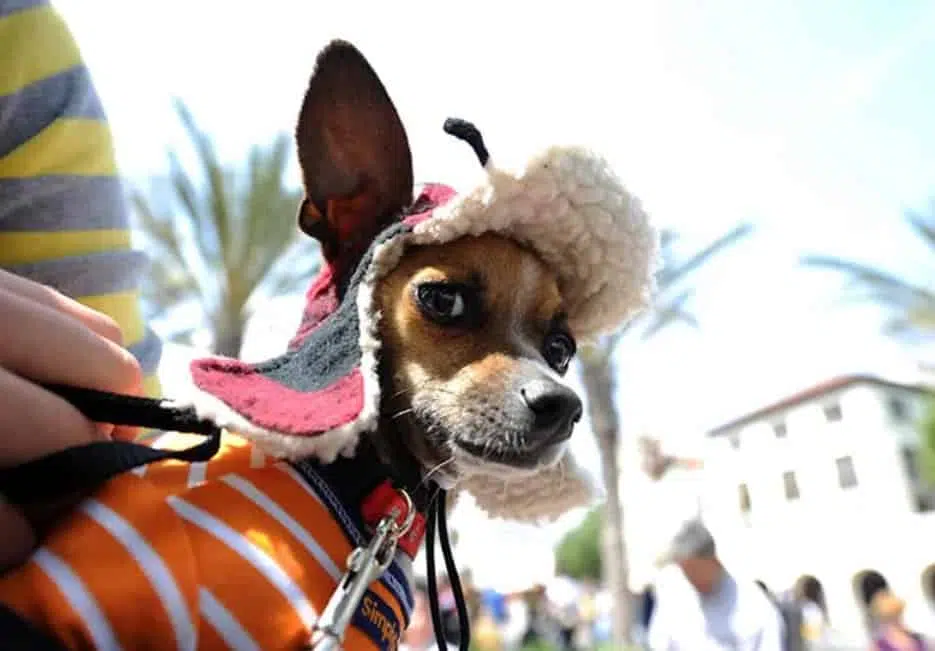 Pancho, a chihuahua cross, waits to be sprinkled with holy water at the Blessing of the Animals in Los Angeles
