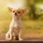 Chihuahua Gone Viral for Ringing Dorbell