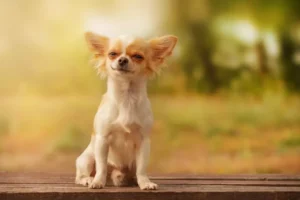 Read more about the article Chihuahua Gone Viral for Ringing Dorbell