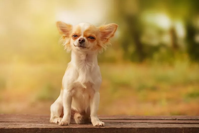 A stock image of a Chihuahua puppy pictured outdoors. A video of a Chihuahua alerting its owner that it needs to go 