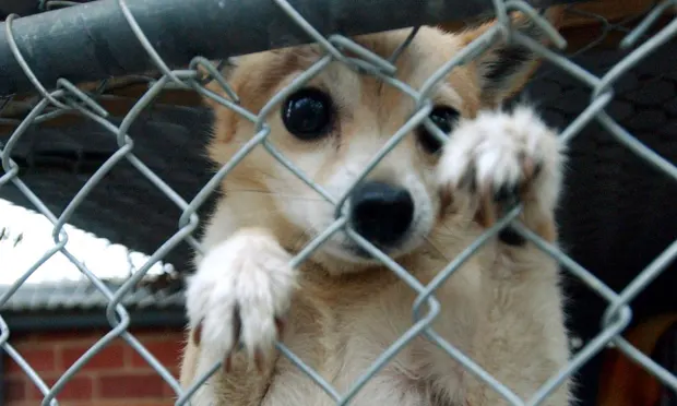 Two women linked to Peta took Maya the chihuahua from a mobile home park in Virginia. Photograph: Julian Smith/AAP
