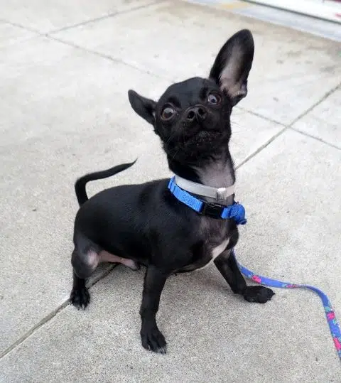 Darling little Carpe Diem is ready to seize his new life! This frisky, friendly pup loves to play with toys, get cuddles, and give kisses! He can't wait to go to puppy classes with his new family