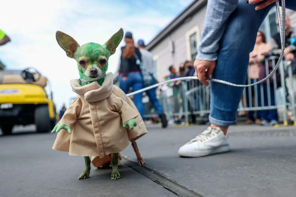 New Orleans, US
A chihuahua dressed as Baby Yoda marches in the French Quarter during the Krewe of Barkus Mardi Gras parade