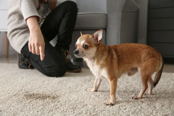 Are Chihuahuas Hard To Potty Train?
