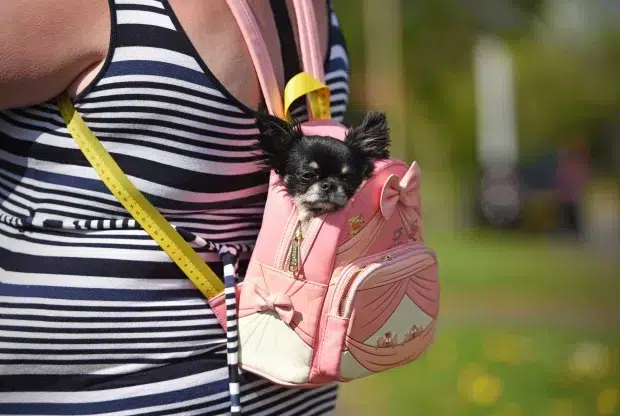 Gemma says: 'He fits in all my handbags and comes on the school run with me every day'Credit: Caters
